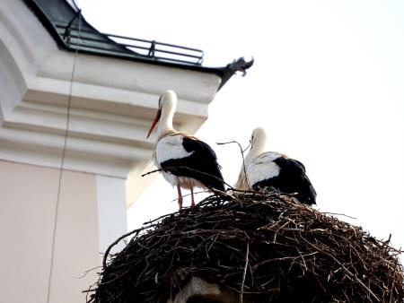 Na sliki Štorklji na dimniku župnišča v Cerkljah_01